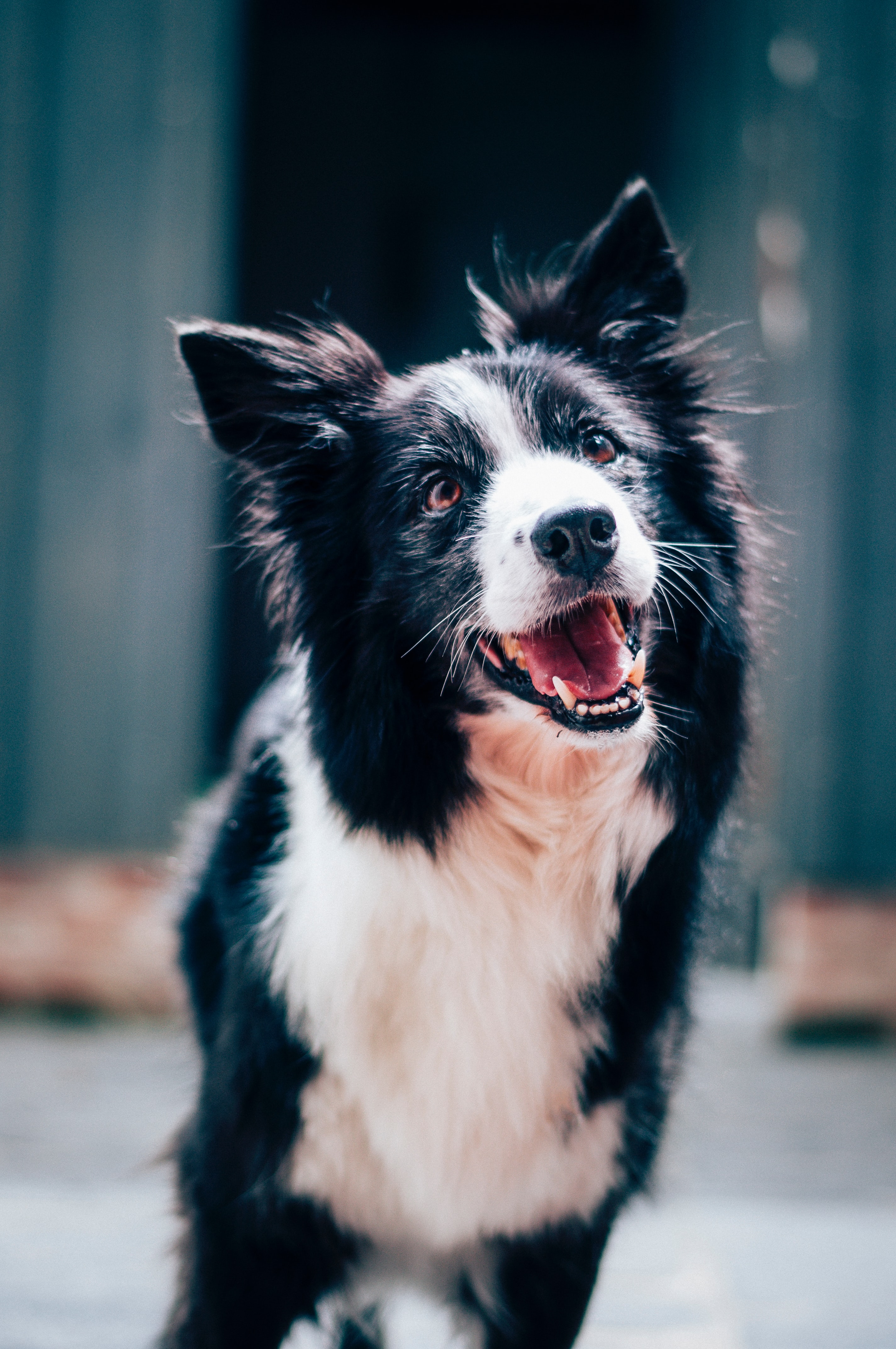 dog smiling