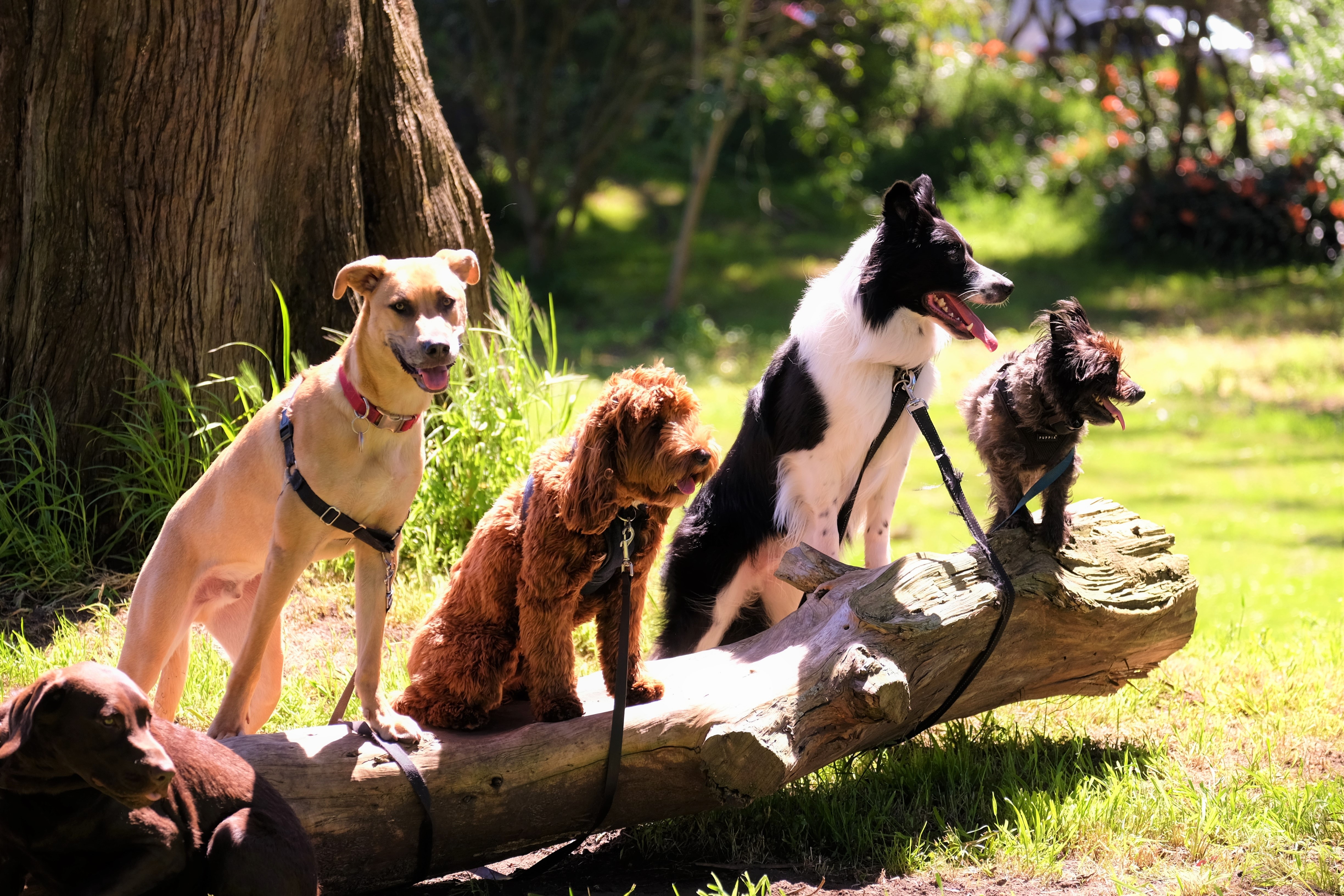 dogs sitting on log